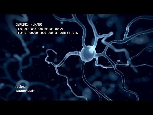 Redes 160: Cómo se conectan las neuronas - neurociencia