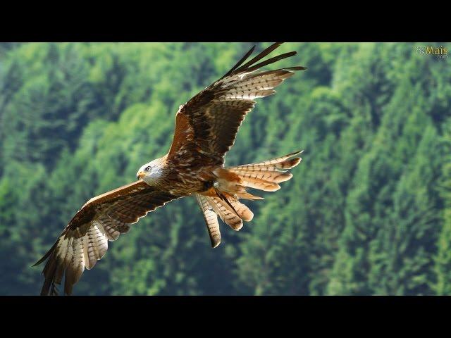 FLY LIKE AN EAGLE - Native American Song (Voar Como Águia - legenda PT)