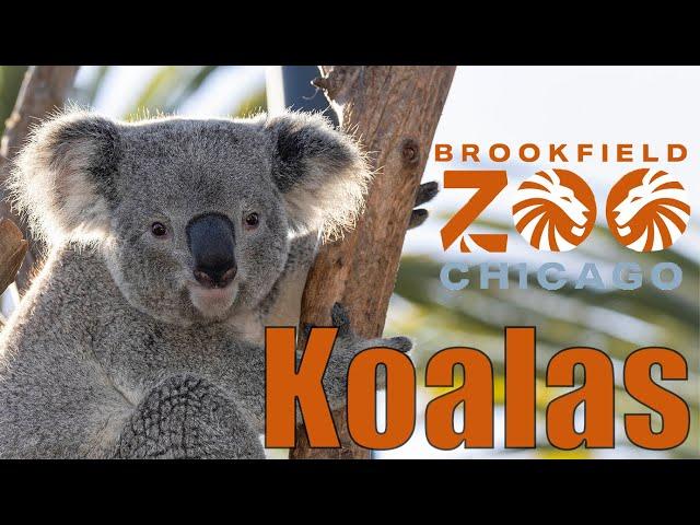 KOALAS at the Brookfield Zoo | Ep. 29