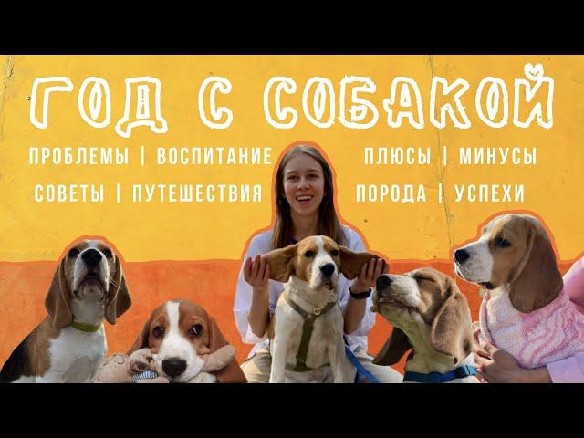 8. ГОД С СОБАКОЙ | жизнь с биглем, опыт, советы | KURSKAYA