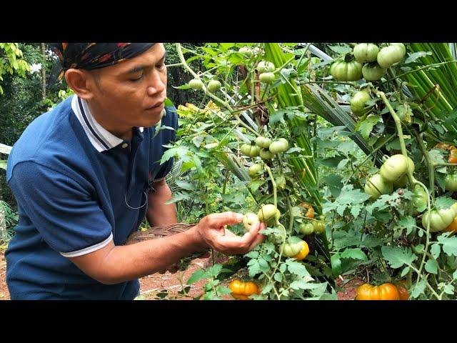 masakan desa* tomat hijau ikan keranjang,Tege  daun singkong cambah putih