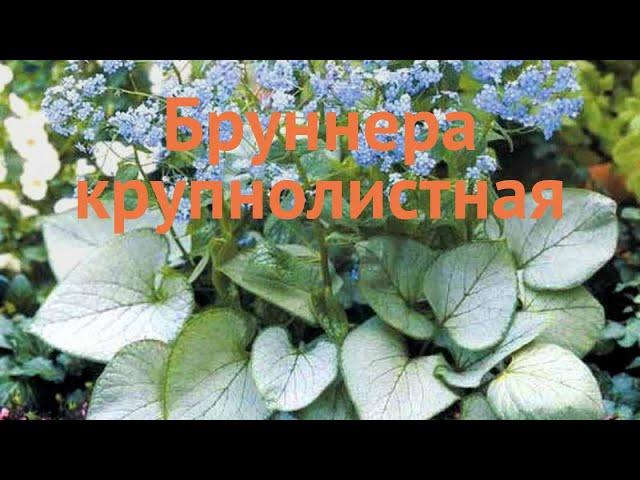 Бруннера крупнолистная (brunnera macrophylla)  бруннера обзор: как сажать саженцы бруннеры