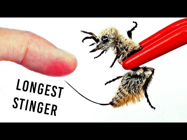 STUNG by the Longest Stinger! (Cow Killer Ant)