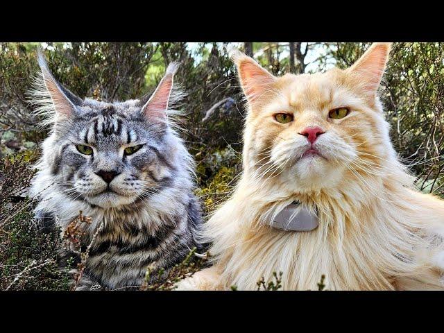 Cool Cats In the Forest - Dexter and Uncle Buster!