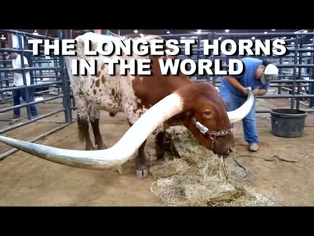 Longest Horns in the world | Guinness World Record | Texas Longhorn steer- Bucklehead | #shorts #cow