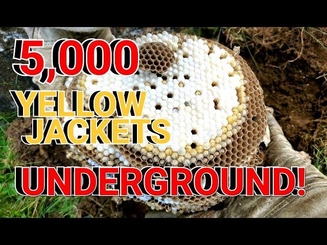 5,000 Yellow Jackets UNDERGROUND! Wasp Nest Removals