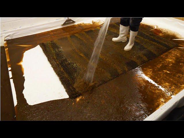 Filthiest, Dark Mud, Poured From This Flooded Rug | Carpet Cleaning Satisfying ASMR