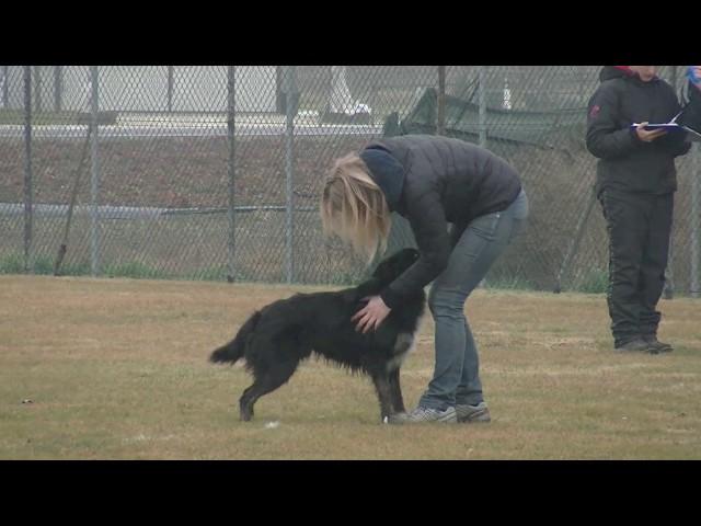 Mind The Dog Lycan, gara febbraio 2017, CAC