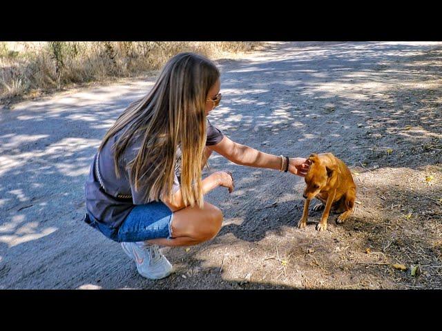 Heartbroken Dog Refused To Leave the Spot, Where She Saw Her Owner Last Time but Then…