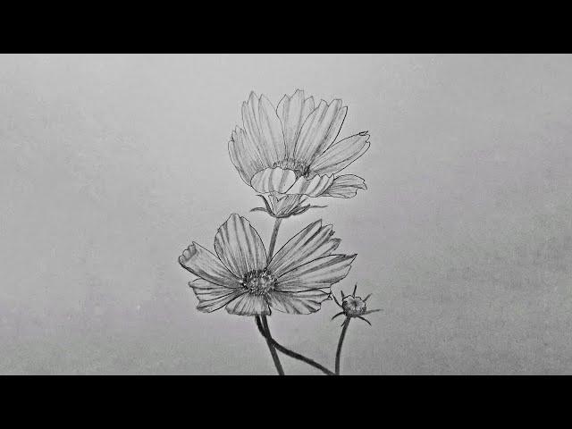 Cosmos Flower Sketch