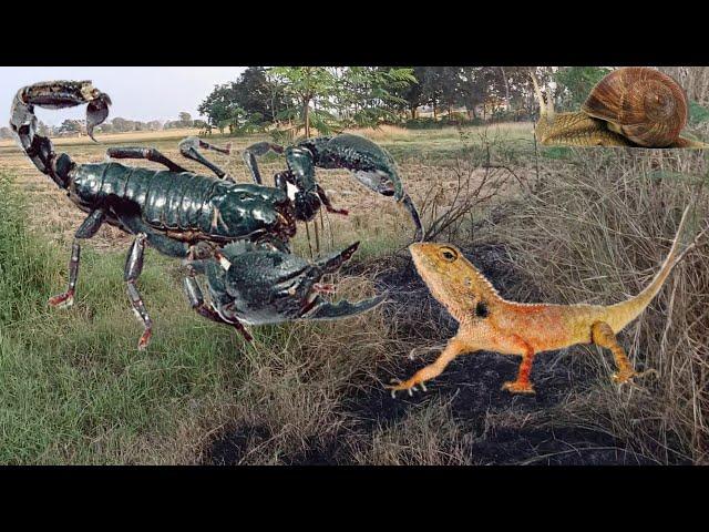 BERBURU KALAJENGKING/SCORPION DAN BUNGLON TAMAN/ LONDOK