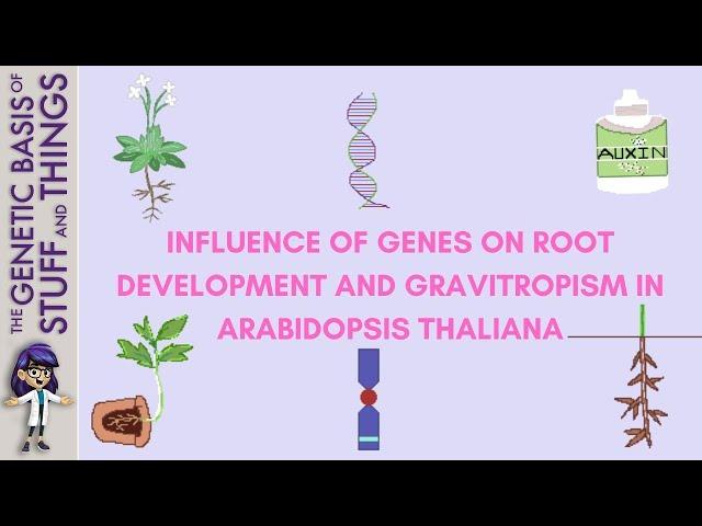 The genetics of gravitropism in Arabidopsis thaliana root development