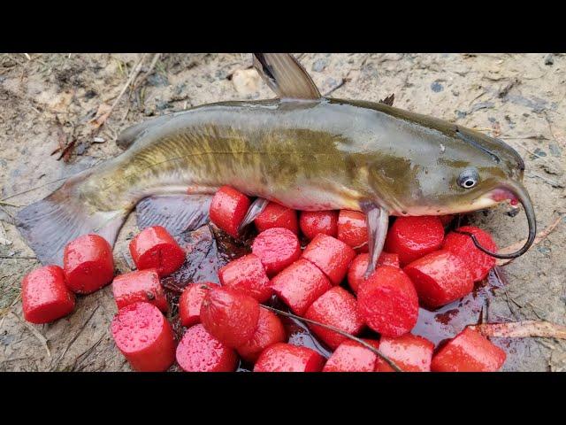 Fishing with Homemade Catfish Bait - catching bullheads from shore