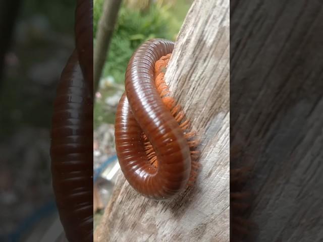 Miliipede babon!!#short#millipede #hunting