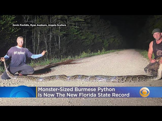 ‘Beast Of A Snake’ Breaks Record For Largest Burmese Python Captured In Florida