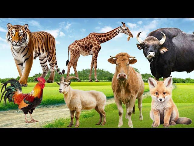 Daily Life of Animals: Giraffe, Goat, Chicken, Tiger, Gaur, Bull, Fox  - Animal Sounds