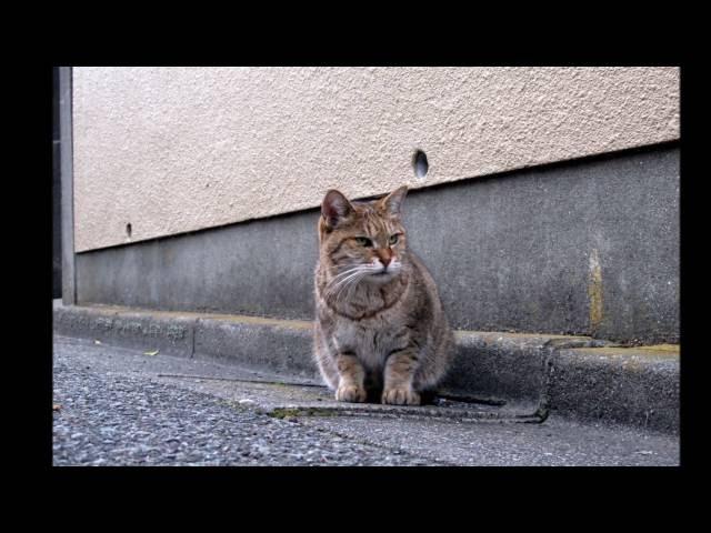 JAPAN CAT [1] -NIHON NEKO- mew mew!!