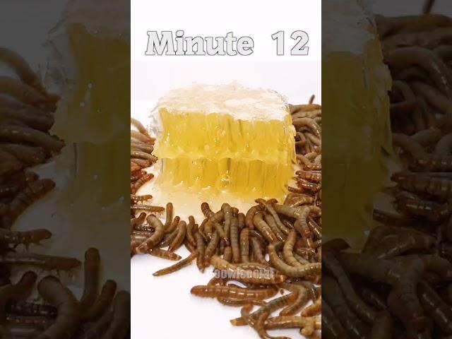 HONEY vs MEALWORMS #shorts