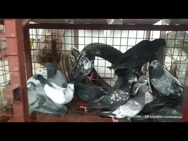 tumbler pigeon chiks  ( all sold out )( கர்ண புறா)7904796632 coimbatore pigeons - sky rollers