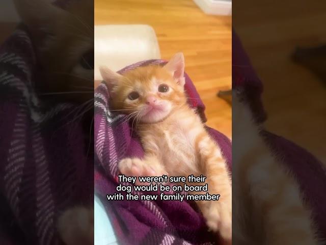 Grandma Brings Home A Rescue Kitten | The Dodo