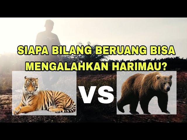 Harimau VS Beruang Siapa Yang Menang?