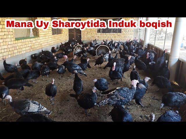 Mana Bunaqa bòladi Induk boqish Uy Sharoytida