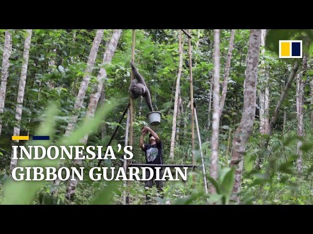 Indonesian woman devotes life to caring for endangered silvery gibbons