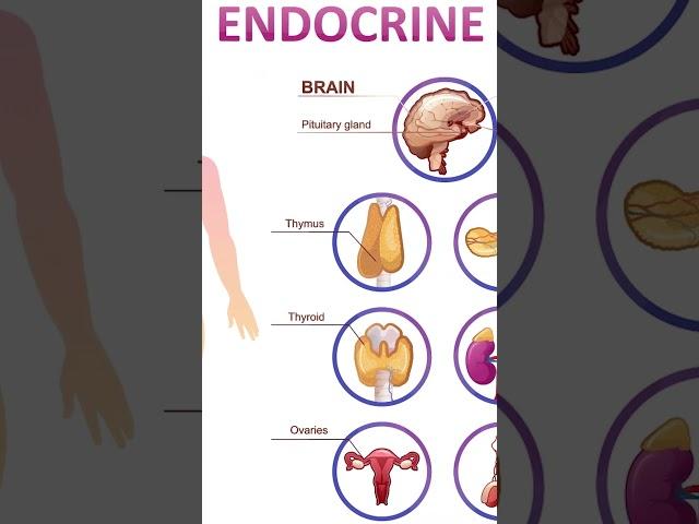 INTRODUCTION TO ENDOCRINE SYSTEM