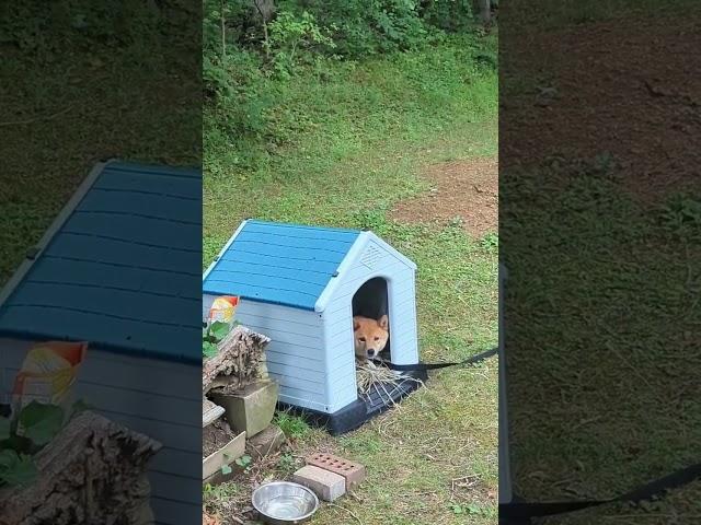 Shiba Inu chilling in the yard on "zip leash". Spending time outside with no fence.