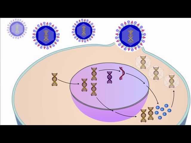 The Viral Life Cycle