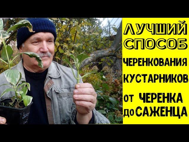 Лучший способ черенкования кустарников. От черенка до саженцев.