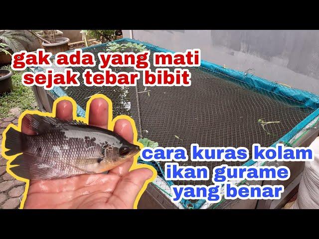 Ikan Gurame Di Kolam Terpal - Perawatan Ikan Gurame Di Kolam Terpal