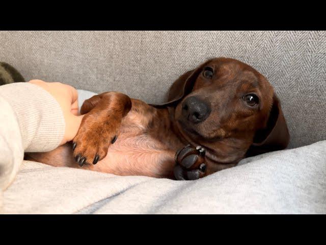 Mini dachshund's New Year's resolutions