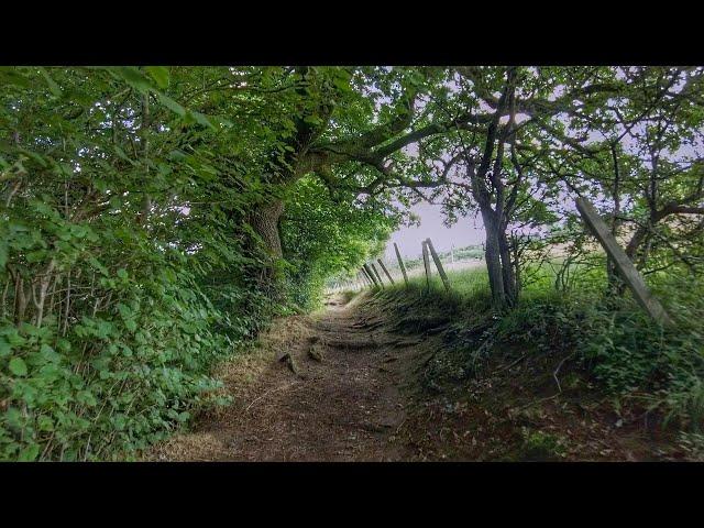 Timeless Early Morning Woodland Walk | Scottish Countryside in 4K