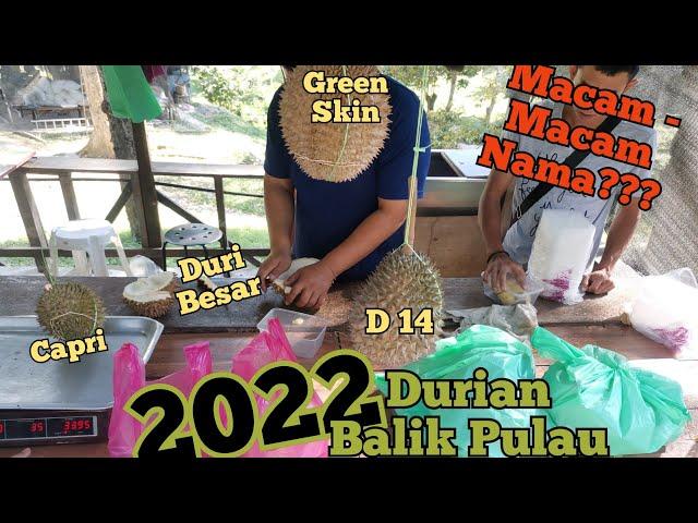 Durian Balik Pulau 2022 || Macam-Macam Nama Tauke Cina Ni Bagi || Sedap Surr #durian #penang