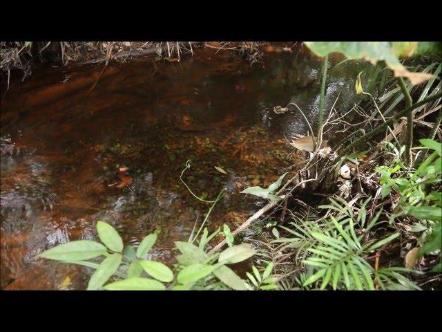 Cryptocoryne longicauda in Singkep island