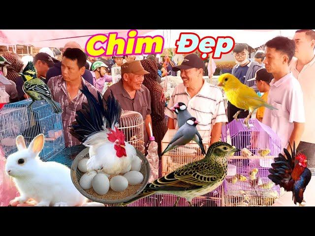 Chợ chim lớn nhất Việt Nam hôm nay có nhiều loại chim cảnh đẹp giá rẻ.