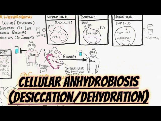 Cellular Anhydrobiosis(Desiccation/Dehydration) Water Deficiency @umerfarooqbiology7083