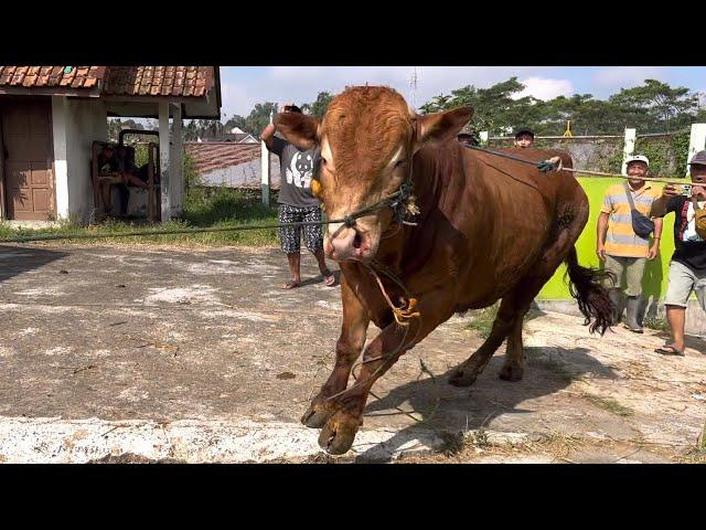 SAPI Ng4muk BIKIN GEGER WARGA PASAR…‼️