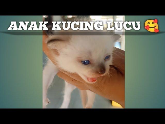 anak kucing persilangan himalaya dan persia