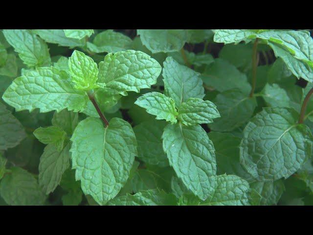 Weekend Gardening: How to grow mint at home