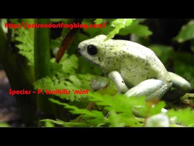 POISON Dart Frogs - P. terribilis 'mint' Close up in HD