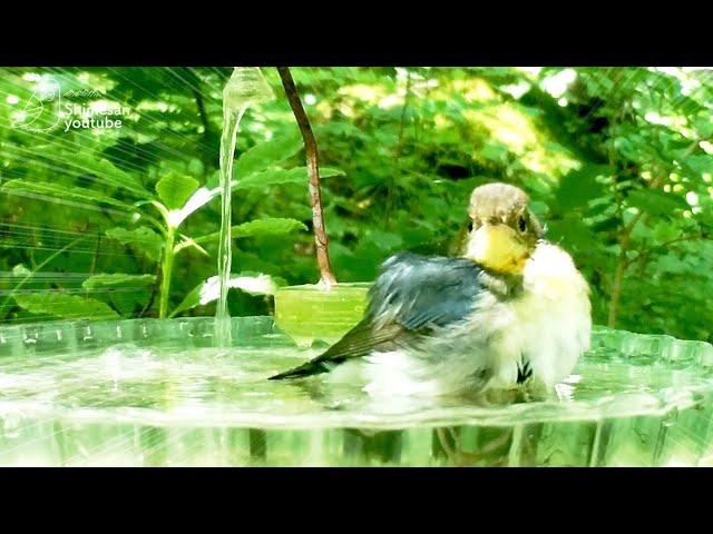 Fluffy and Adorable! A Young Siberian Blue Robin's Bathing Adventure