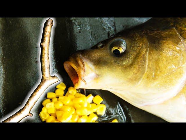 EASY FISHING! Incredibly simple carp fishing with corn and a STICK?!