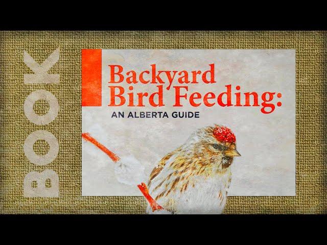 The perfect Alberta guide to feeding birds in your backyard!