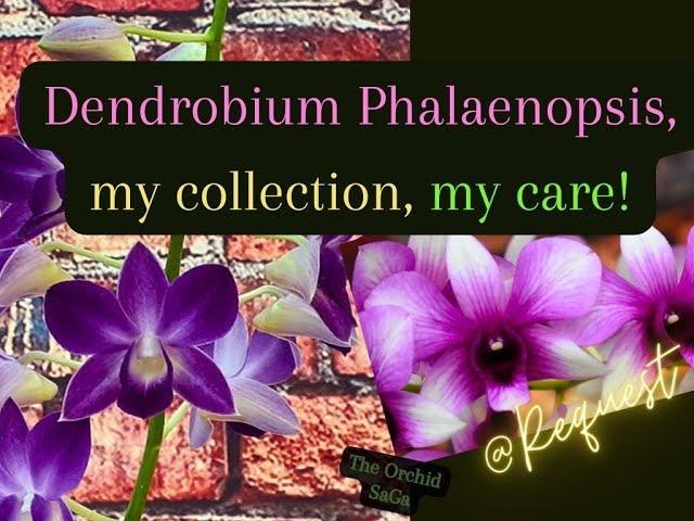 Dendrobium Phalaenopsis orchids, my collection, my care guide! @request!