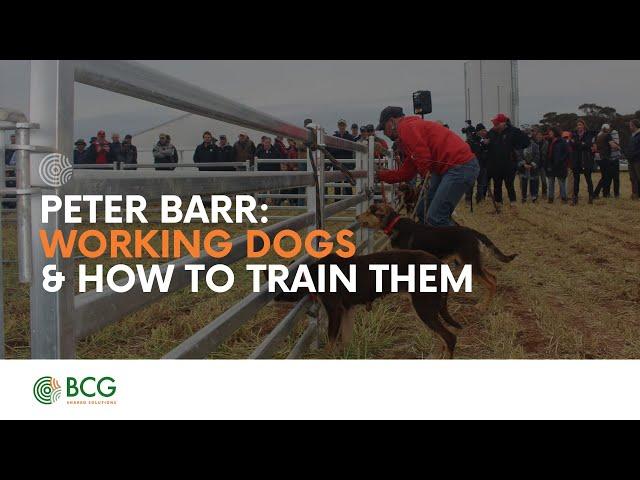 BCG Main Field Day Peter Barr - Working dogs and getting the most from them!