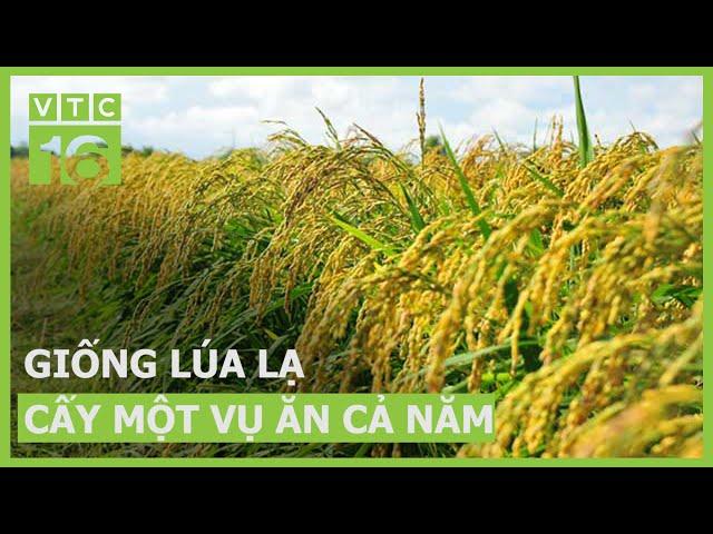 Giống lúa lạ "cấy một lần ăn cả năm" | VTC16