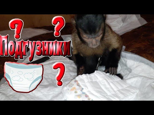 Можно ли домашнюю обезьяну приучить к туалету?!