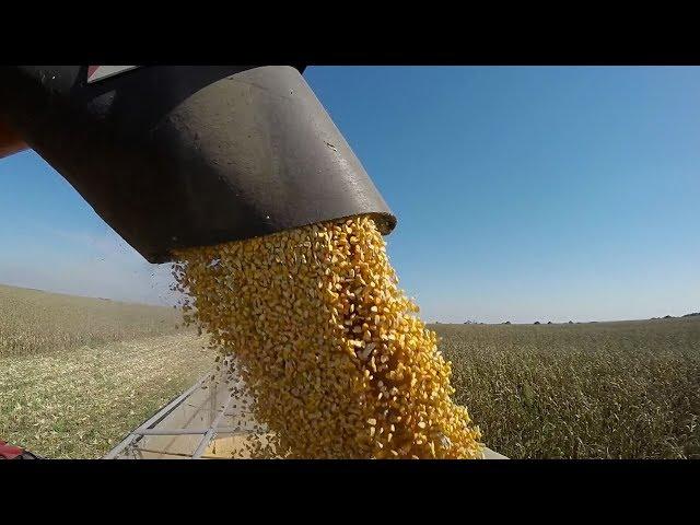 Corn Kernels Could Make Better Biofuels